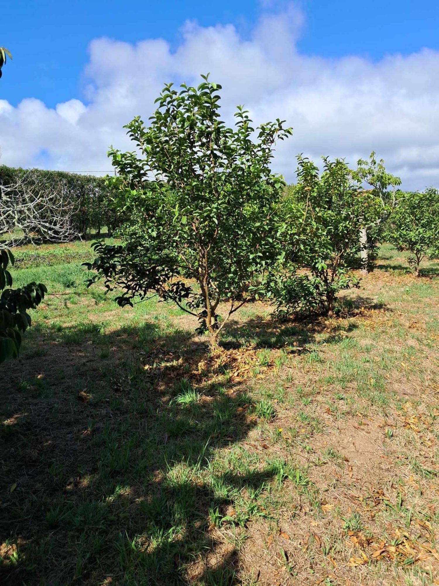 Quinta Do Norte Capelas Exterior foto